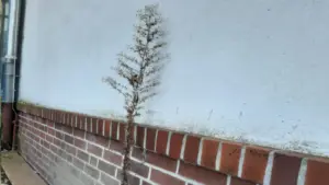 Wand und Pflanze