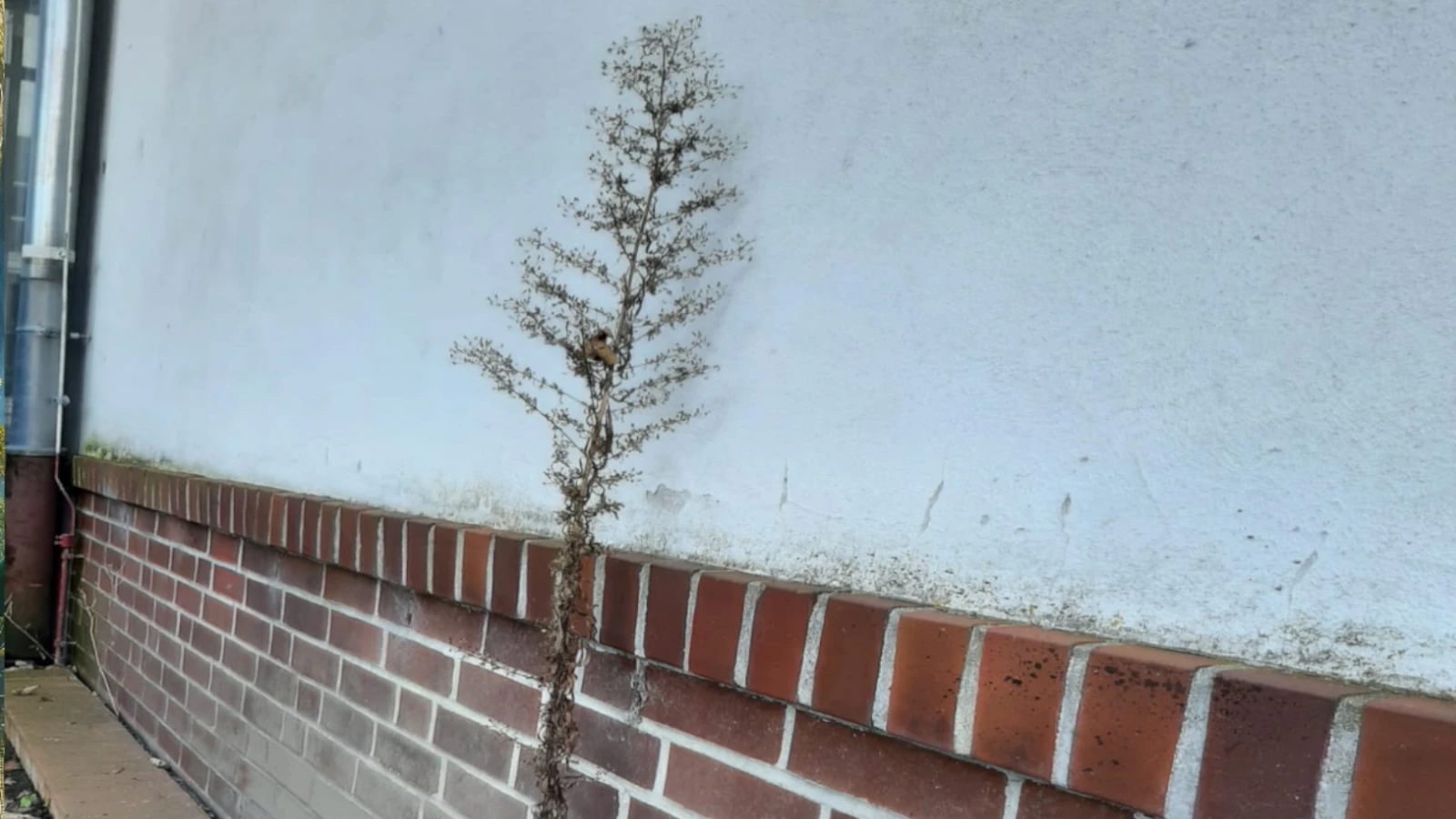 Wand und Pflanze